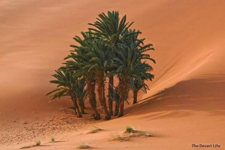 Hotel Bivouac Camel Trips Merzouga Exterior foto